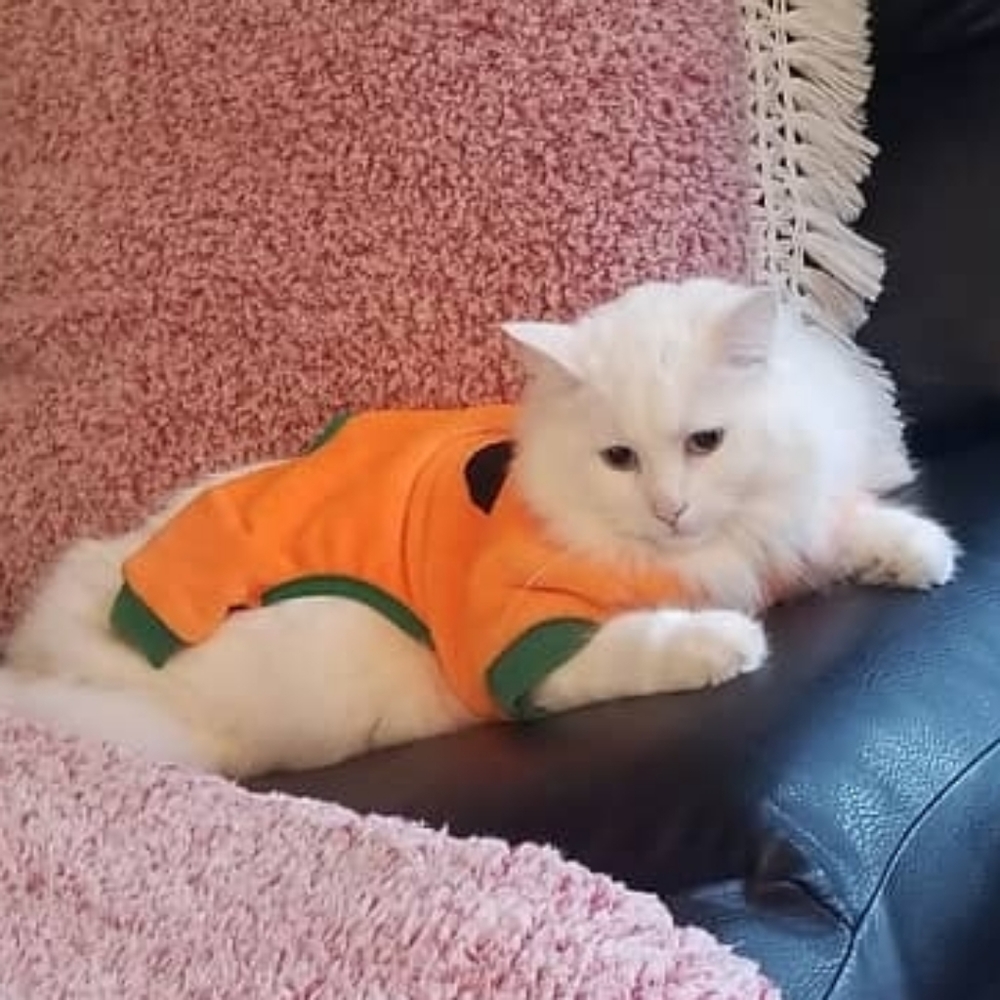 Pumpkin Costume